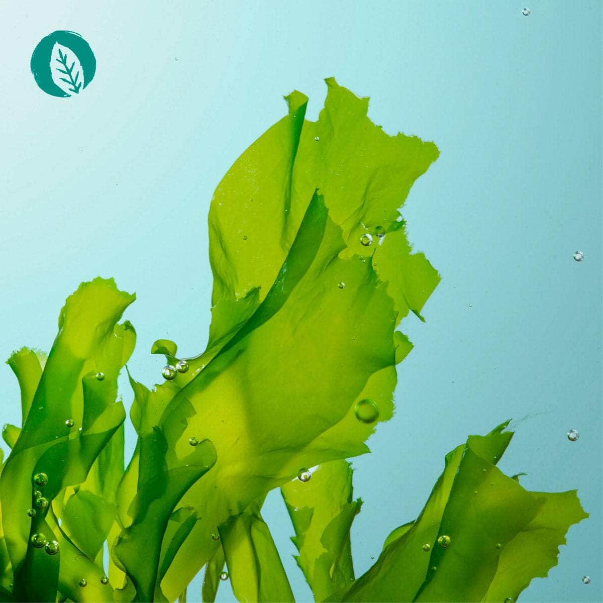 Vegane Omega 3 Kapseln - Image 6