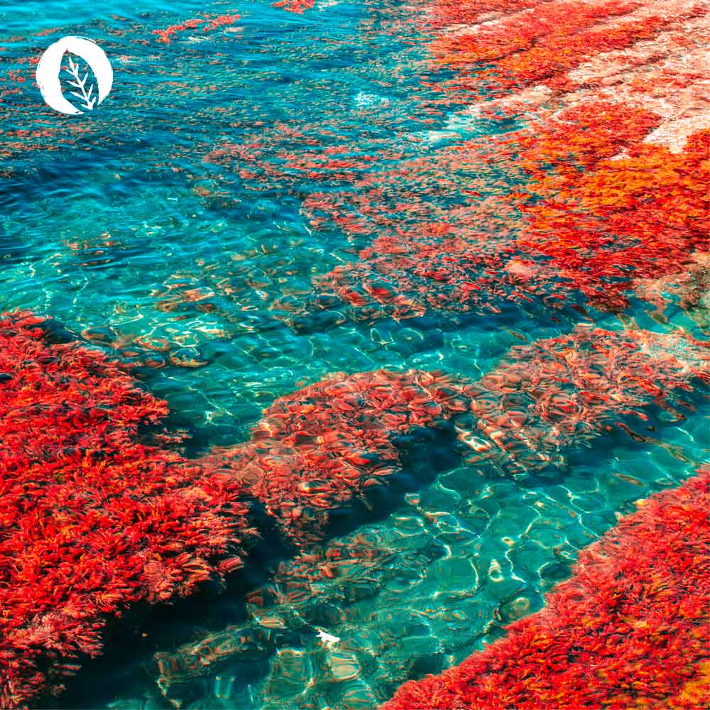 Astaxanthin Kapseln - Image 7