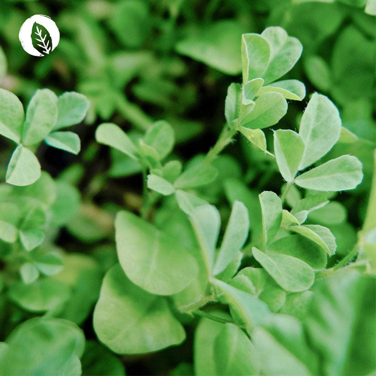 Bio Bockshornklee Kapseln - Image 7