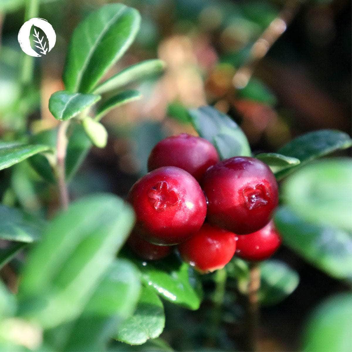 Cranberry Plus Kapseln - Image 6