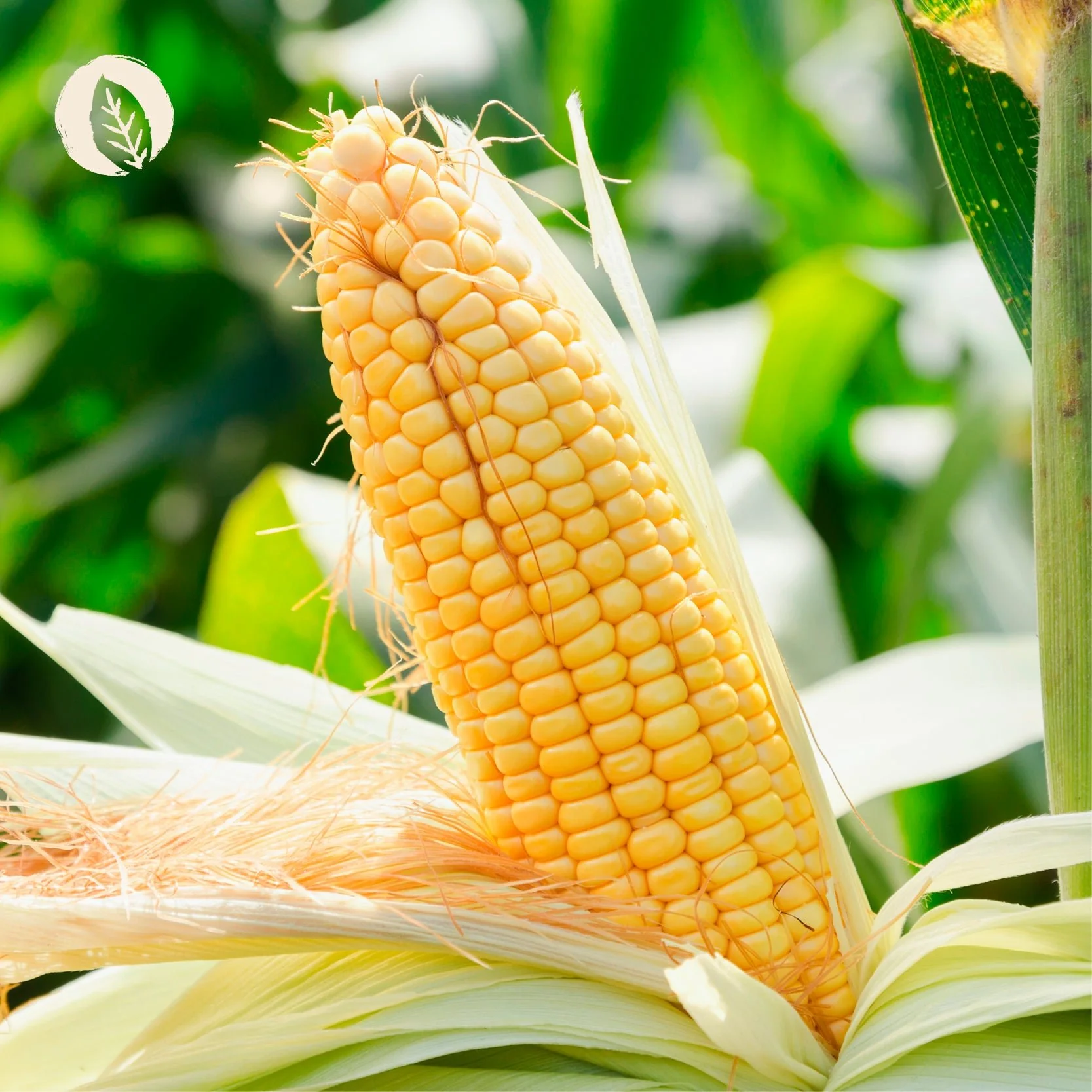 L-Lysin Kapseln - Image 6