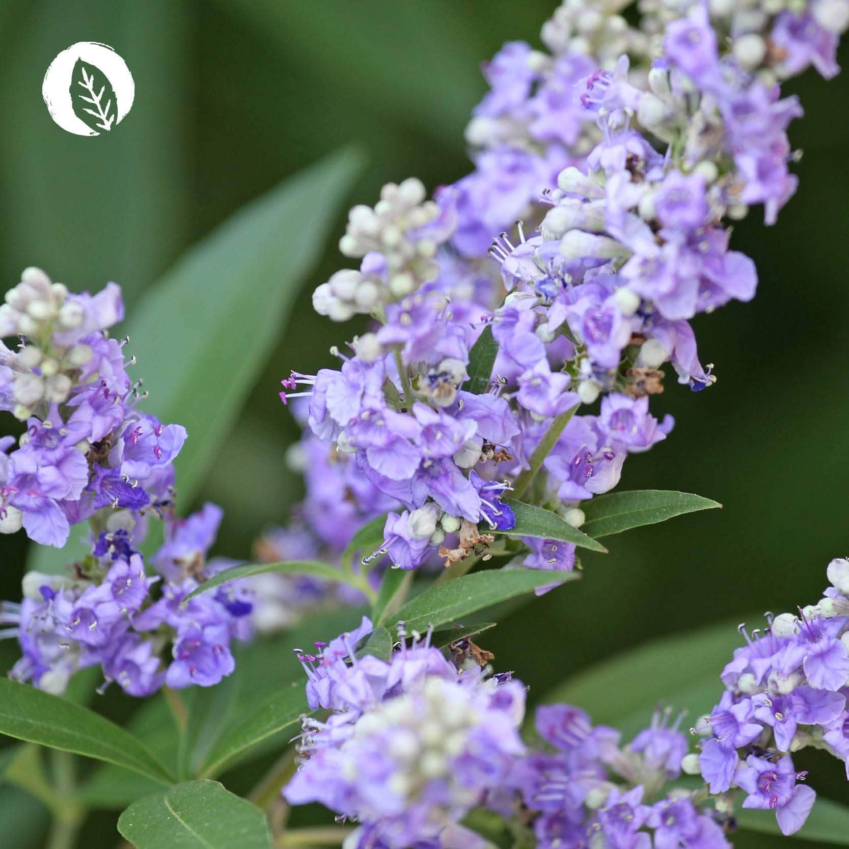 Bio Mönchspfeffer Tropfen - Image 7