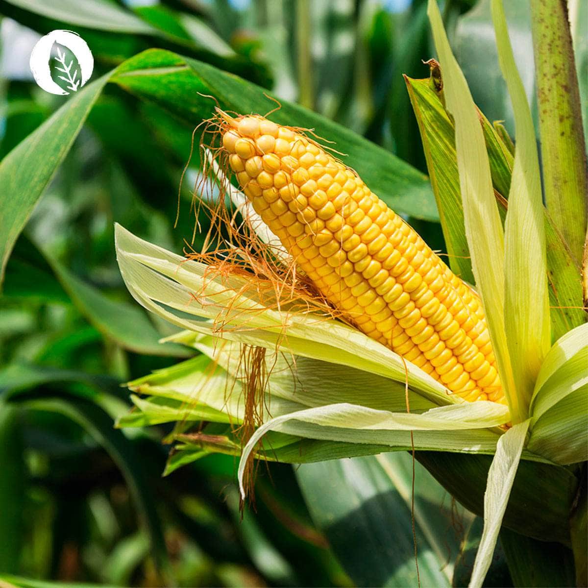 MSM Kapseln - Image 6