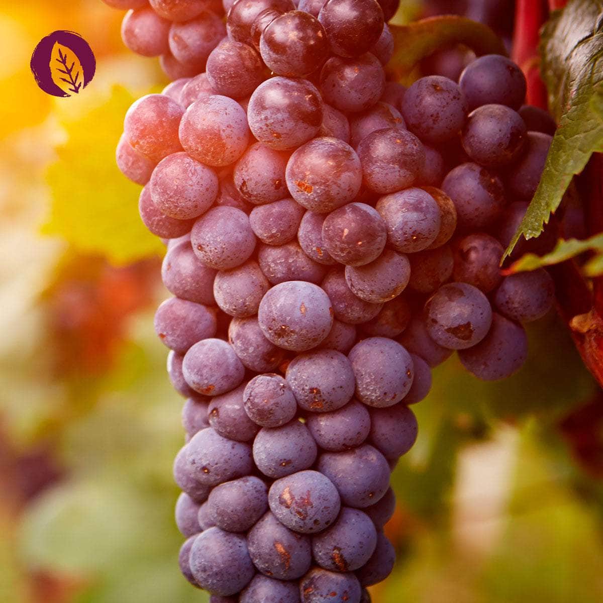 OPC KOMPLEX Kapseln - Image 6