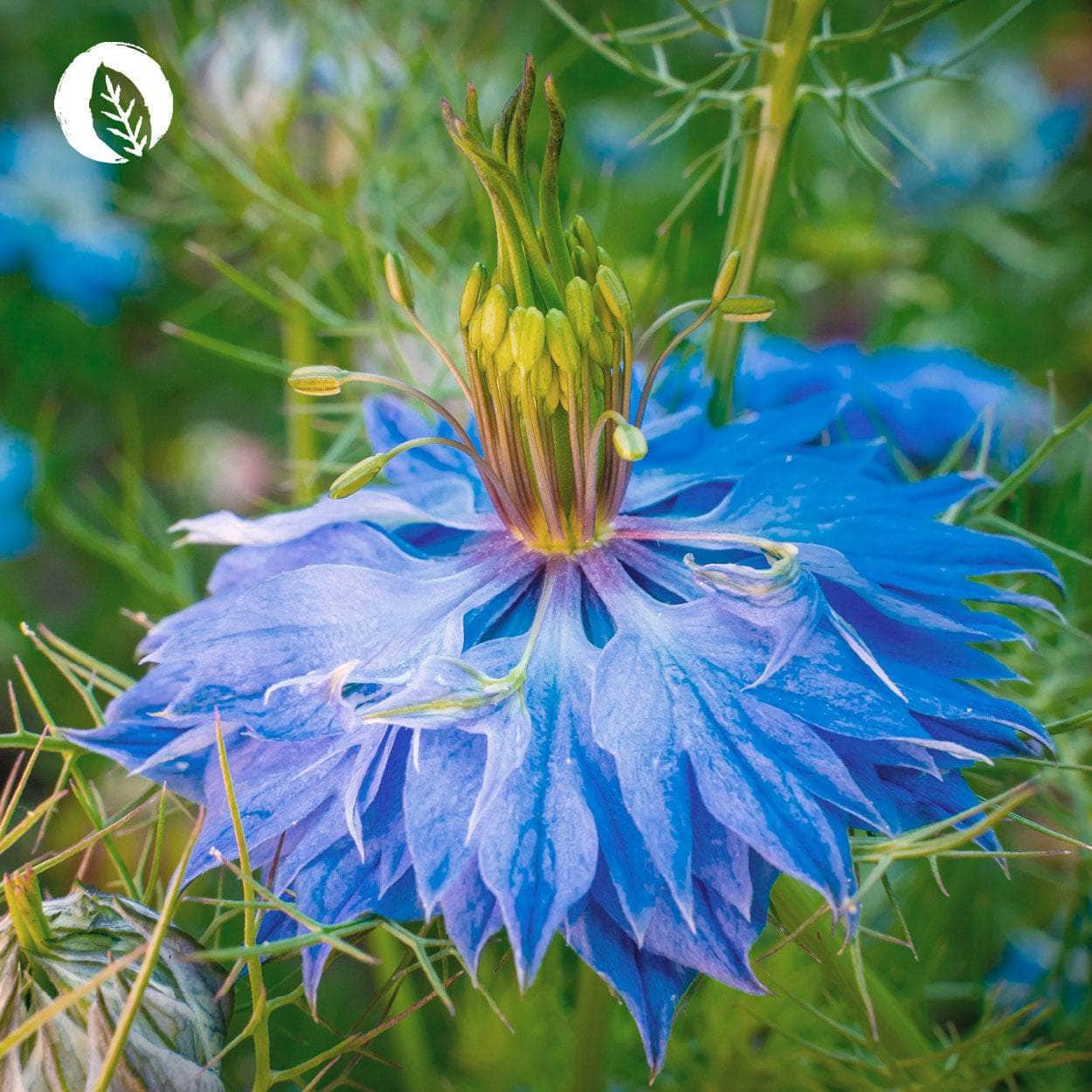 Bio Schwarzkümmelöl Kapseln - Image 6