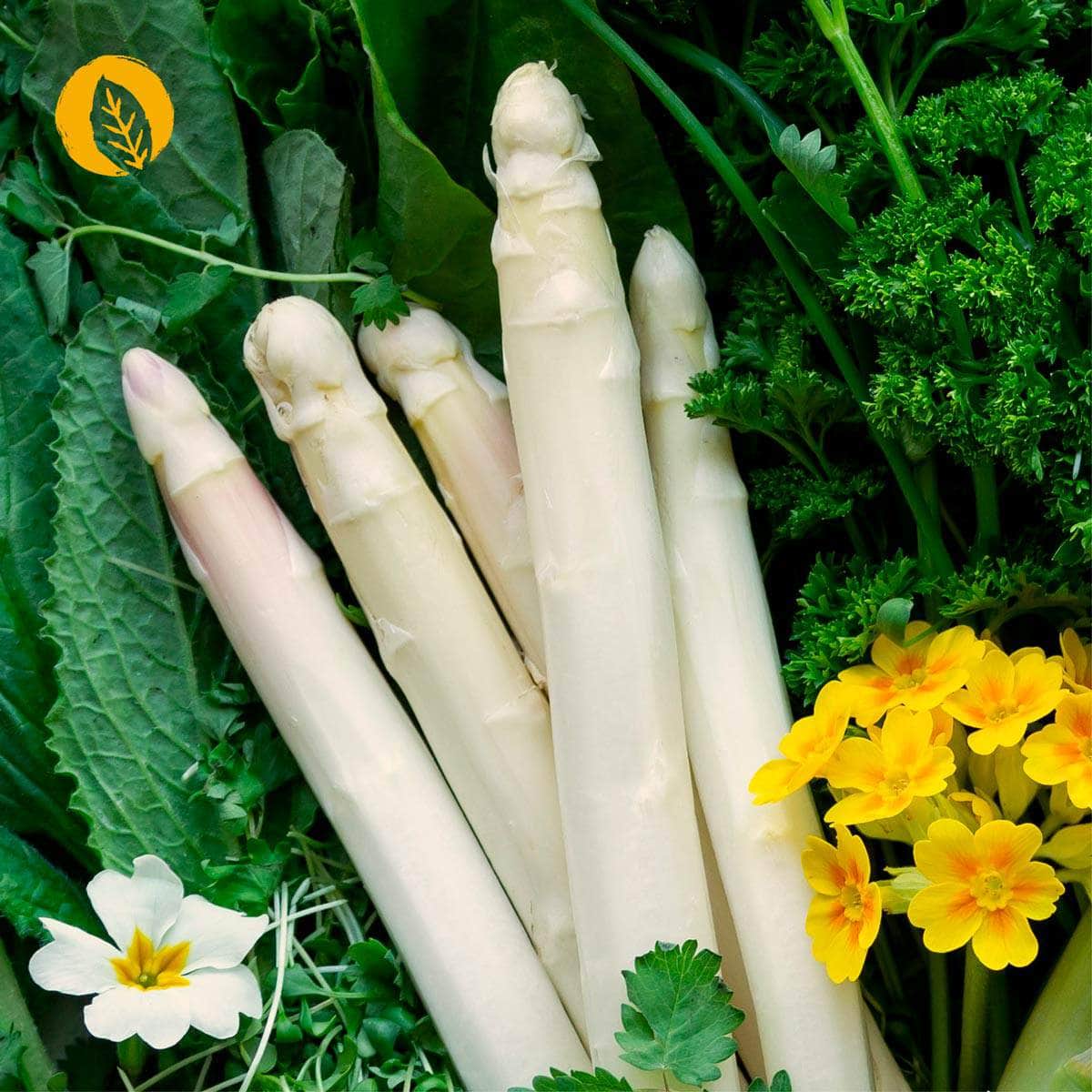 Stoffwechsel Plus Kapseln - Image 5