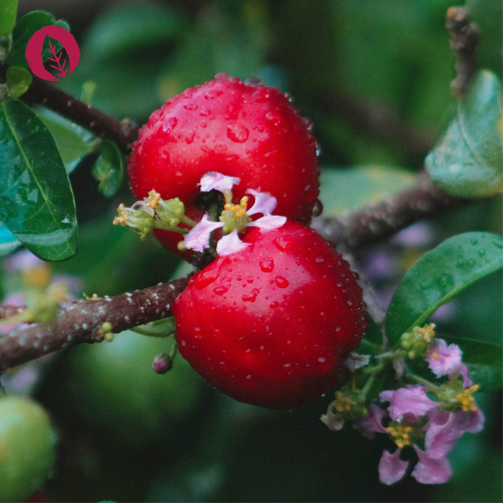 Vitamin C Kapseln - Image 6